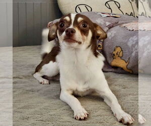 Chihuahua Dogs for adoption in Denton, TX, USA