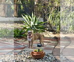 Small #1 Bulldog