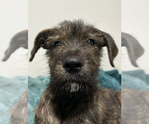 Mutt Dogs for adoption in Greenville, SC, USA