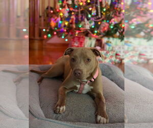 Bulldog Dogs for adoption in Tarrytown, GA, USA