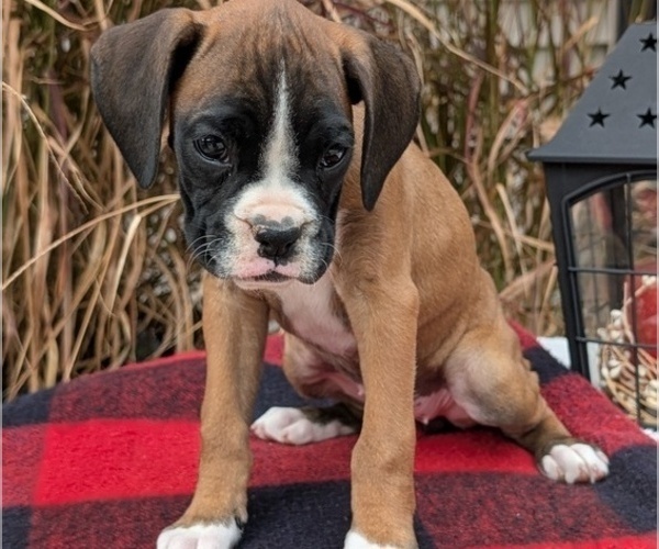 Medium Photo #39 Boxer Puppy For Sale in GOSHEN, IN, USA
