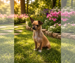 Small #4 Yorkshire Terrier