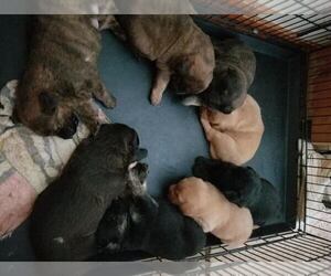 Golden Shepherd Litter for sale in WAUSAUKEE, WI, USA