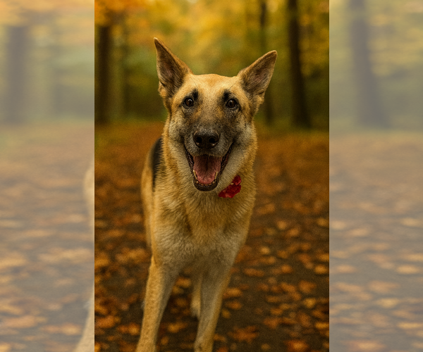 Medium Photo #5 German Shepherd Dog Puppy For Sale in Phoenix, AZ, USA