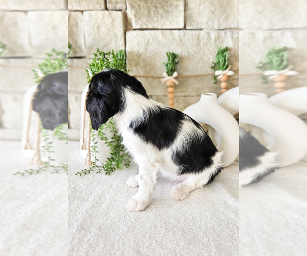 Medium Photo #13 Cavalier King Charles Spaniel Puppy For Sale in HIGHLAND, UT, USA