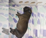 Small #13 Mastiff