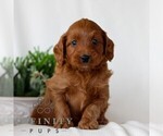 Small #1 Goldendoodle (Miniature)