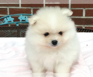 Pomeranian Puppy for sale in DAWSONVILLE, GA, USA