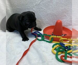 Pug Puppy for sale in TALALA, OK, USA