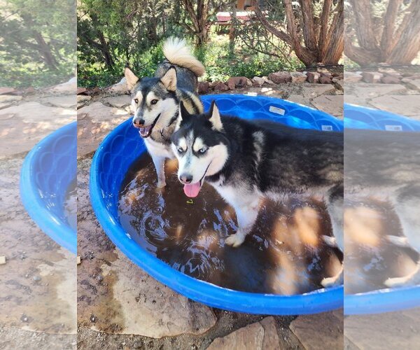 Medium Photo #3 Siberian Husky Puppy For Sale in Cedar Crest, NM, USA
