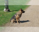 Small #4 German Shepherd Dog