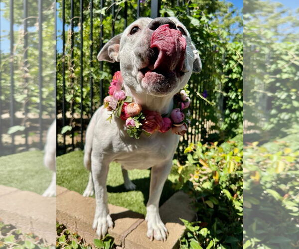 Medium Photo #11 American Pit Bull Terrier-Unknown Mix Puppy For Sale in Redlands, CA, USA