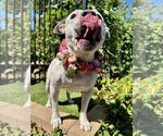 Small #10 American Pit Bull Terrier Mix
