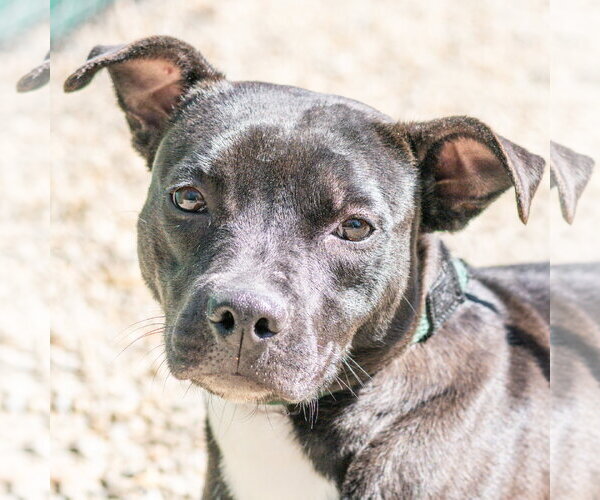 Medium Photo #2 Mutt Puppy For Sale in Hilton Head, SC, USA