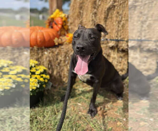 Medium Photo #2 American Pit Bull Terrier-Beagle Mix Puppy For Sale in Rustburg, VA, USA