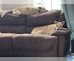 Small #9 Labrador Retriever Mix