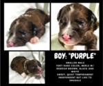 Small Photo #2 Sheepadoodle Puppy For Sale in BROOKSVILLE, FL, USA