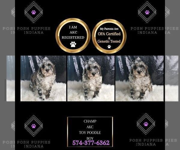 Medium Photo #3 Poodle (Toy) Puppy For Sale in WARSAW, IN, USA