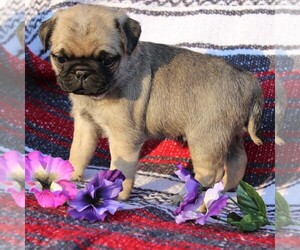 Pug Puppy for sale in CHARLOTTE HALL, MD, USA