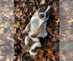 Small Photo #1 Australian Cattle Dog Puppy For Sale in OREGON HOUSE, CA, USA