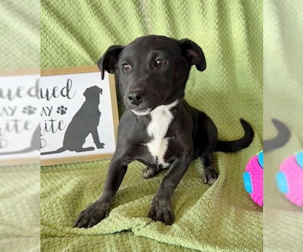 Medium Photo #2 Dachsador Puppy For Sale in Genesee, WI, USA