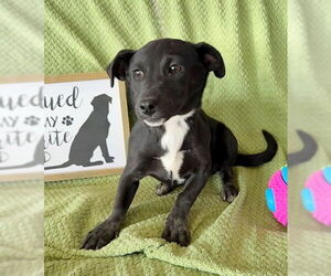 Dachsador Dogs for adoption in Genesee, WI, USA