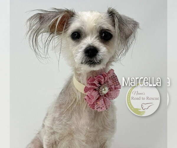 Medium Photo #3 Maltese-Unknown Mix Puppy For Sale in Benton, LA, USA