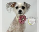Small #2 Maltese Mix