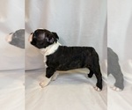 Small #3 Boston Terrier