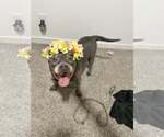 Small #3 American French Bull Terrier