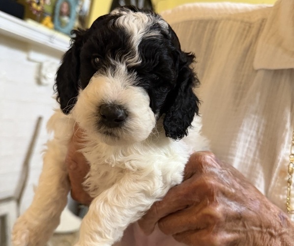 Medium Photo #1 Goldendoodle (Miniature) Puppy For Sale in LILLINGTON, NC, USA