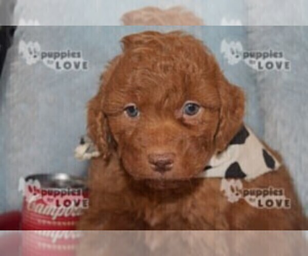 Medium Photo #14 Aussiedoodle-Poodle (Toy) Mix Puppy For Sale in SANGER, TX, USA