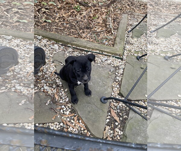 Medium Photo #19 Mutt Puppy For Sale in Holly Springs, NC, USA