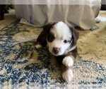Small #8 Miniature Australian Shepherd