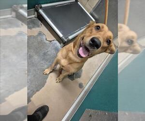 German Shepherd Dog-Miniature Bull Terrier Mix Dogs for adoption in Texas City, TX, USA