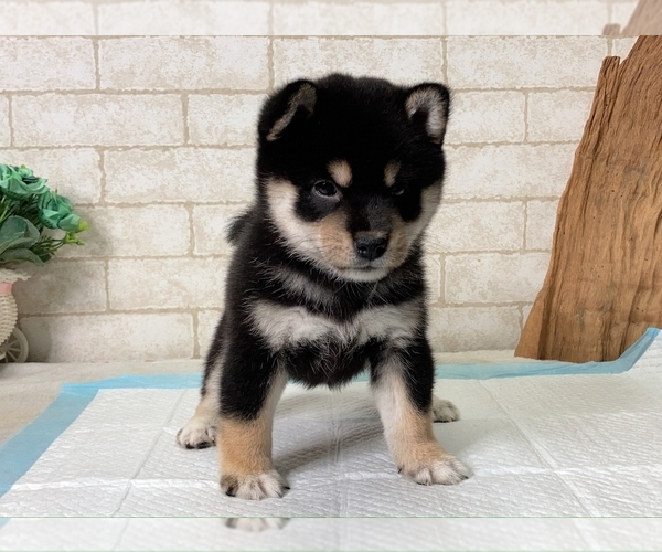 Medium Photo #7 Shiba Inu Puppy For Sale in SAN JOSE, CA, USA