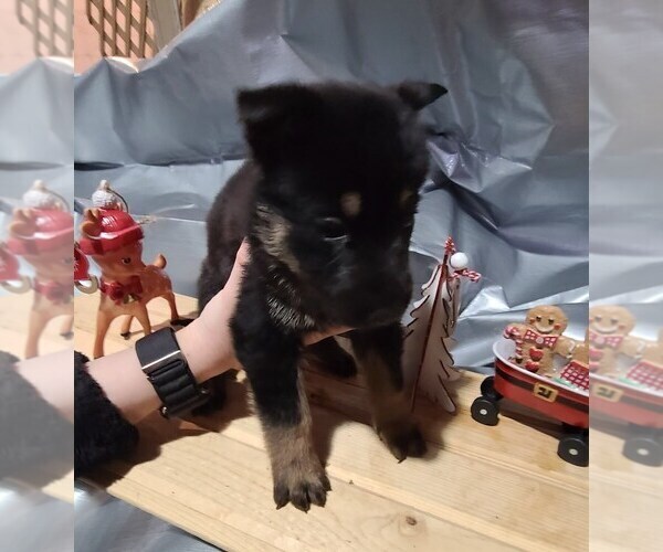 Medium Photo #2 German Shepherd Dog Puppy For Sale in KANSAS CITY, MO, USA
