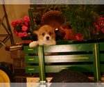 Small #2 Pembroke Welsh Corgi