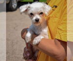 Small #2 Maltese