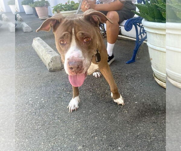 Medium Photo #5 American Staffordshire Terrier Puppy For Sale in San Juan Capistrano, CA, USA