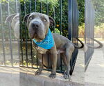 Small #7 American Pit Bull Terrier-Chinese Shar-Pei Mix