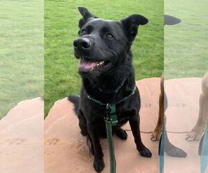 Retriever -Unknown Mix Dogs for adoption in Fort Collins, CO, USA