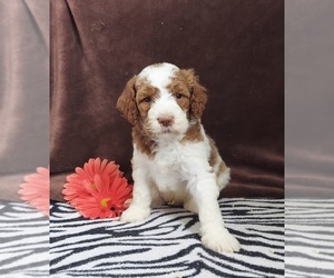 Goldendoodle Puppy for sale in FRYTOWN, IA, USA