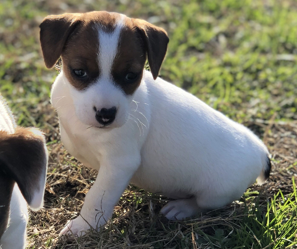 Medium Photo #1 Jack Russell Terrier Puppy For Sale in BALTIMORE, MD, USA