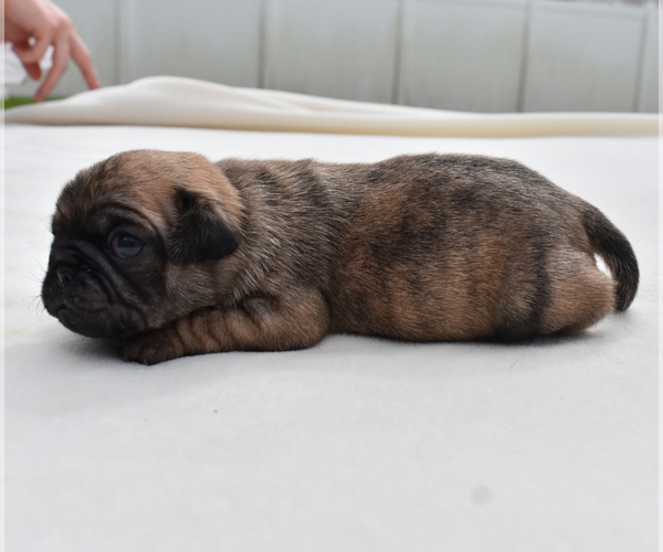 Medium Photo #6 Pug Puppy For Sale in PALM COAST, FL, USA