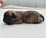 Small #5 Pug