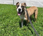 Small #1 American Pit Bull Terrier Mix