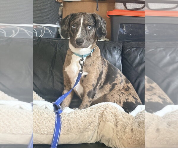 Medium Photo #2 Catahoula Leopard Dog-Unknown Mix Puppy For Sale in Boston, MA, USA