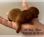Small Photo #6 Dachshund Puppy For Sale in CLEARWATER, FL, USA