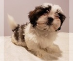Small Photo #5 Shih Tzu Puppy For Sale in BEVIS, OH, USA